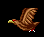 Hawk
